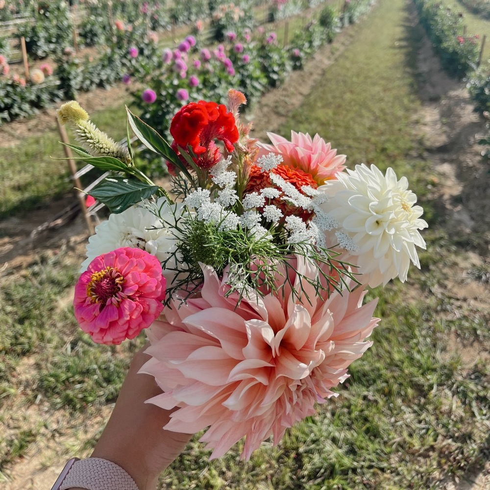 Meet your Posher, Ashlynn